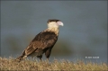 Northern-Caracara;Caracara;Caracara-cheriway;Juvenile;Birds-of-Prey;Curved-Beak;